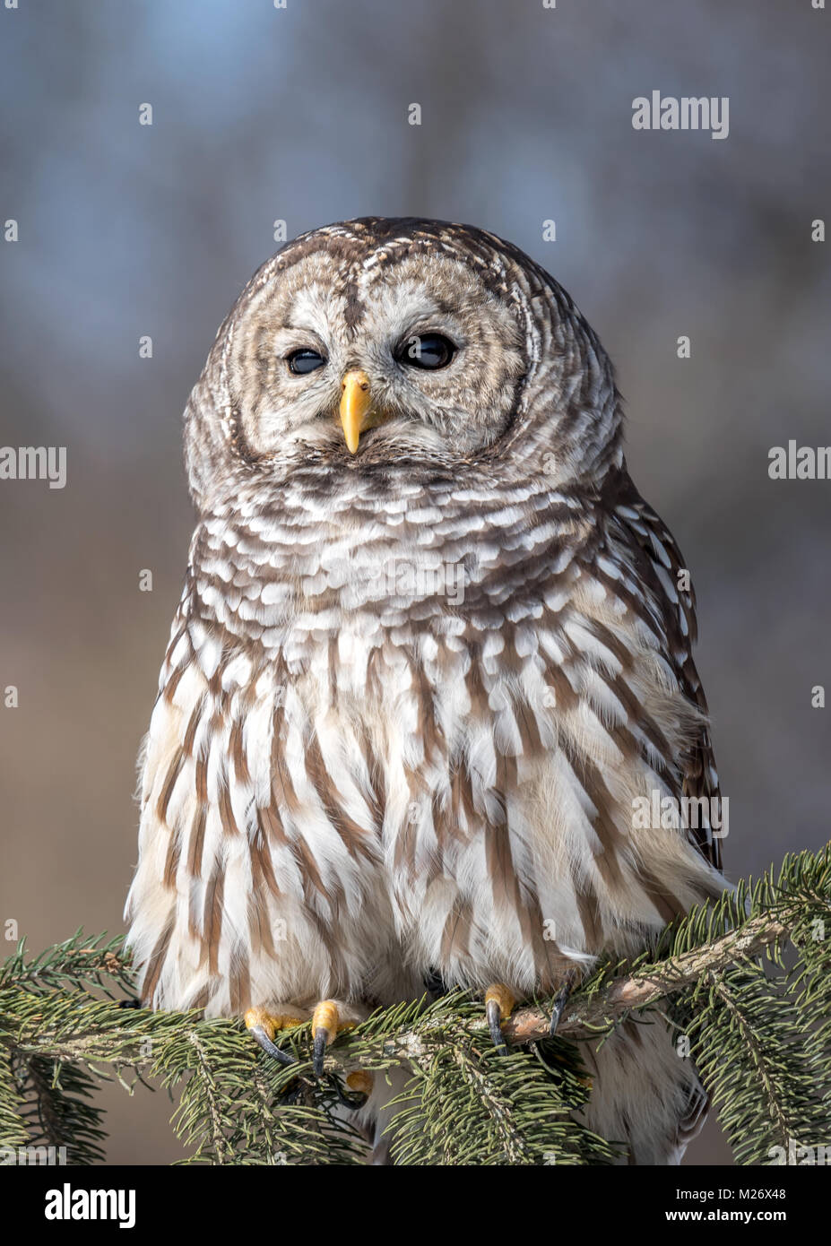 Un gufo sbarrata in Michigan durante l'inverno. Foto Stock