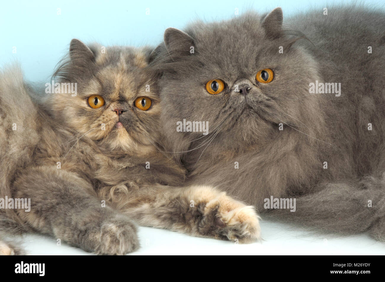 Gatto persiano blu immagini e fotografie stock ad alta risoluzione - Alamy