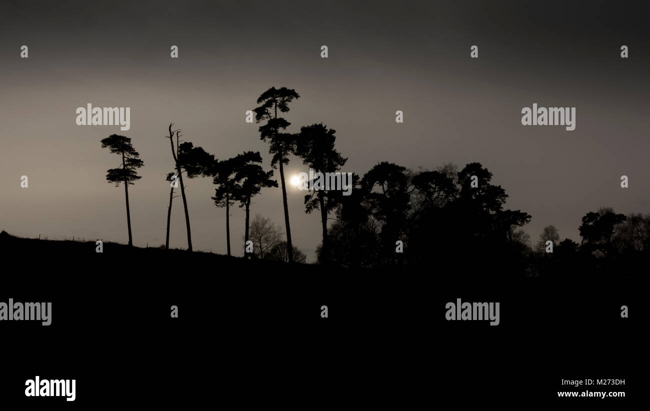 La luna tramonta dietro a profilarsi fila di alti alberi sempreverdi su una sponda ripida Foto Stock