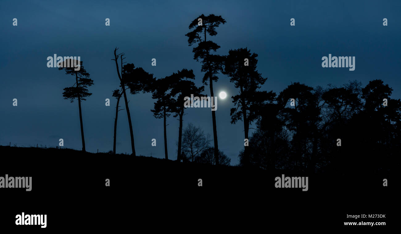 La luna tramonta dietro a profilarsi fila di alti alberi sempreverdi su una sponda ripida Foto Stock