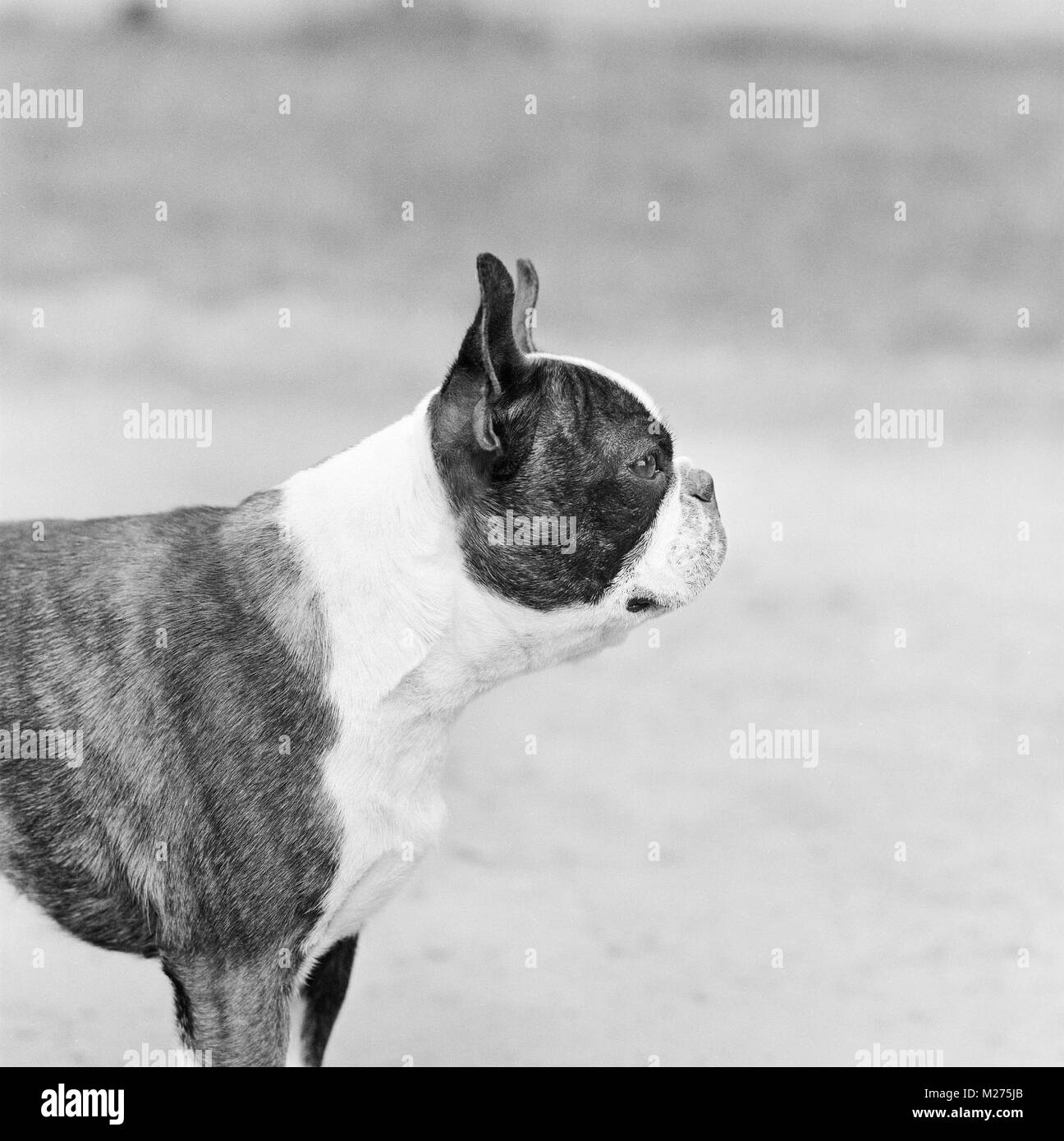 Boston Terrier,profilo testa studio Foto Stock