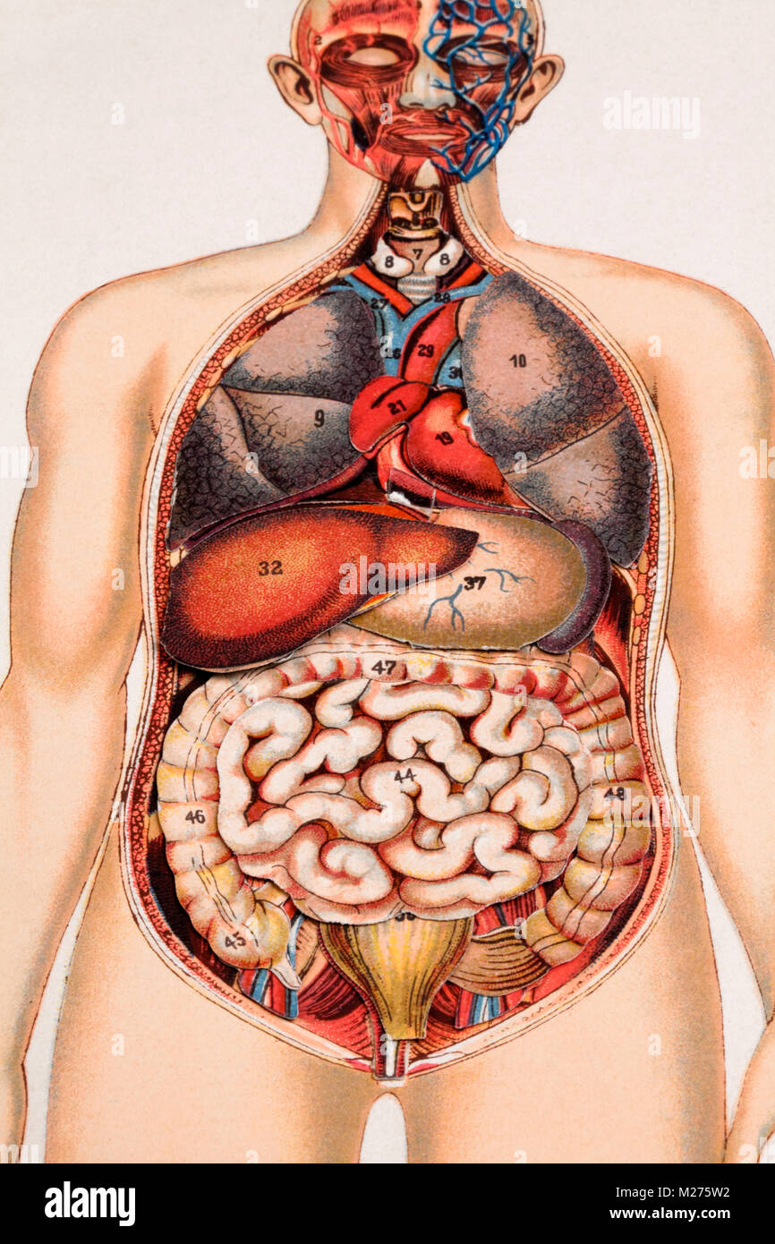Illustrazione medica degli esseri umani Foto Stock