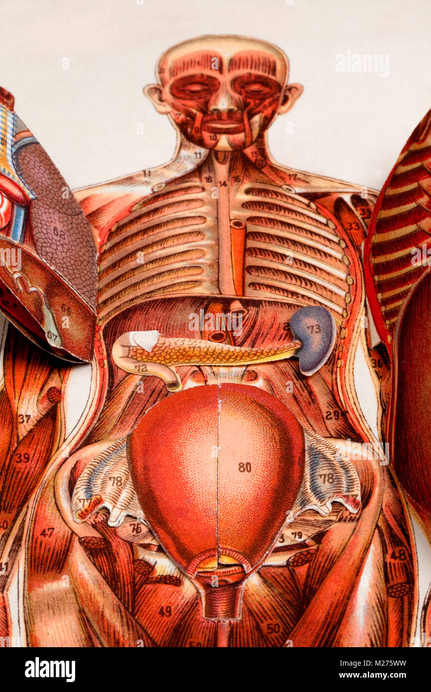 Illustrazione medica degli esseri umani Foto Stock