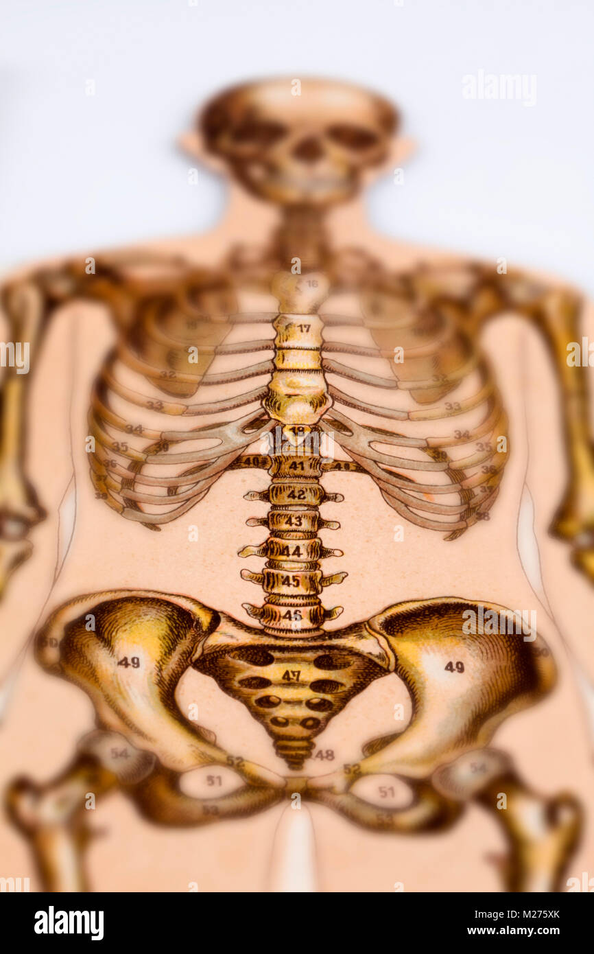 Illustrazione medica degli esseri umani Foto Stock