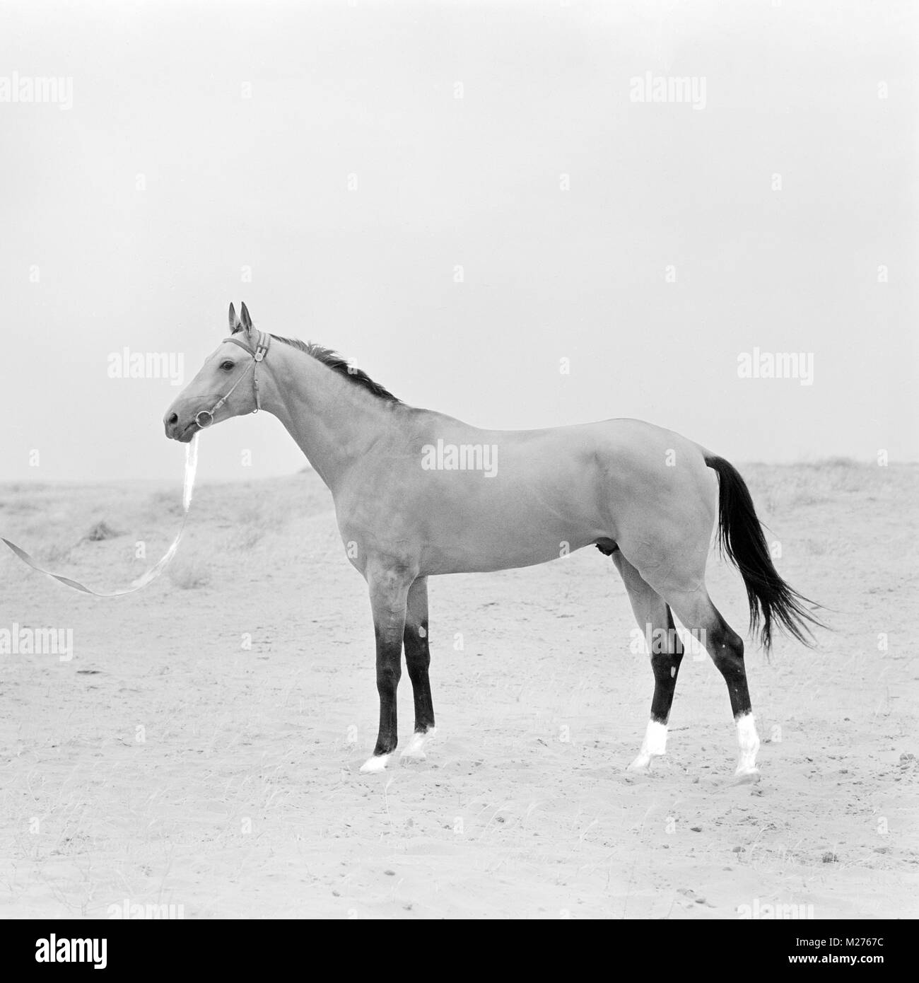 Polotli, famoso akhal teke stallion a asgabad allevamento Foto Stock