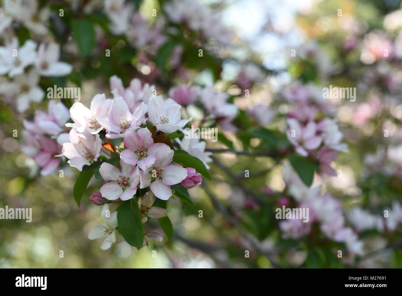 Crabapple Blossoms Foto Stock