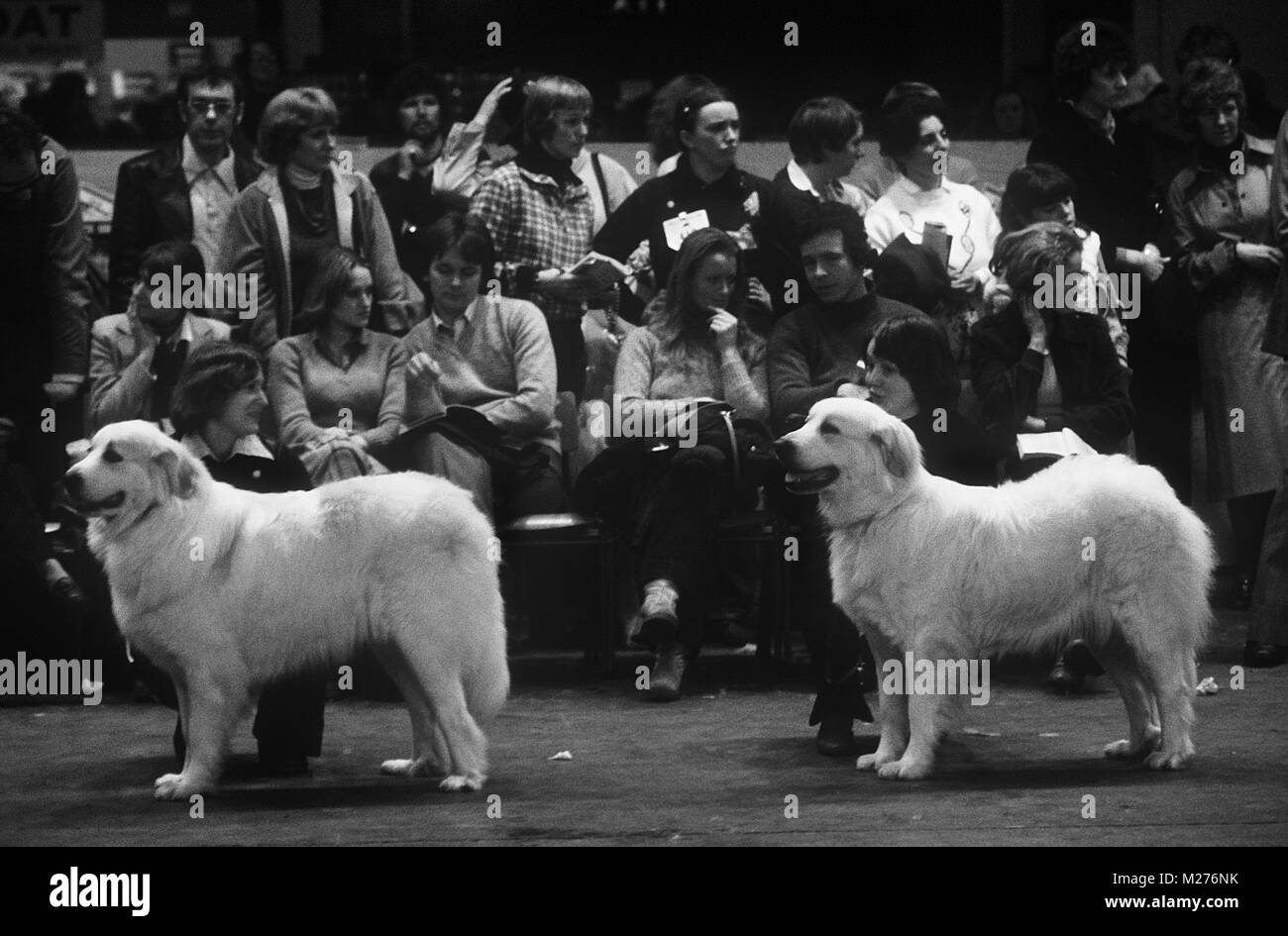 Dog Show 1979 Foto Stock