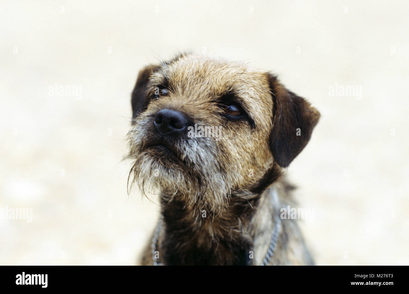 Border terrier cercando Foto Stock