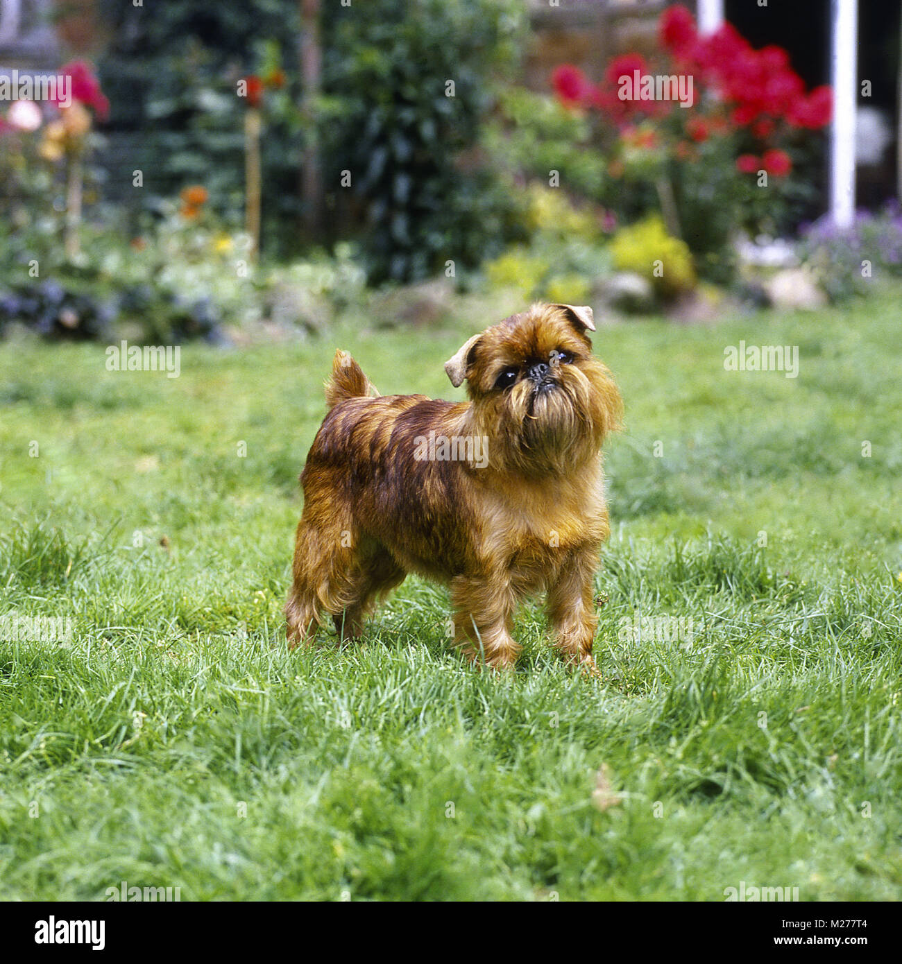 Ch starbeck crystal arcobaleno, il famoso griffon bruxellois, in giardino Foto Stock