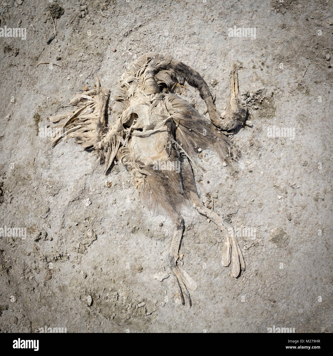 Uccello morto a Salton Sea, California Foto Stock