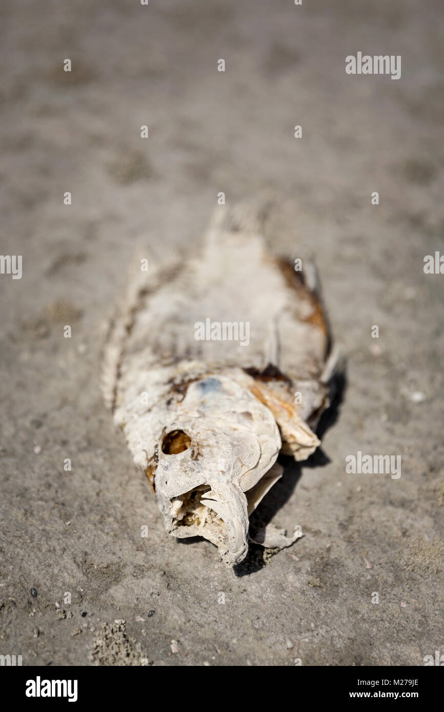 I pesci morti al Salton Sea Foto Stock