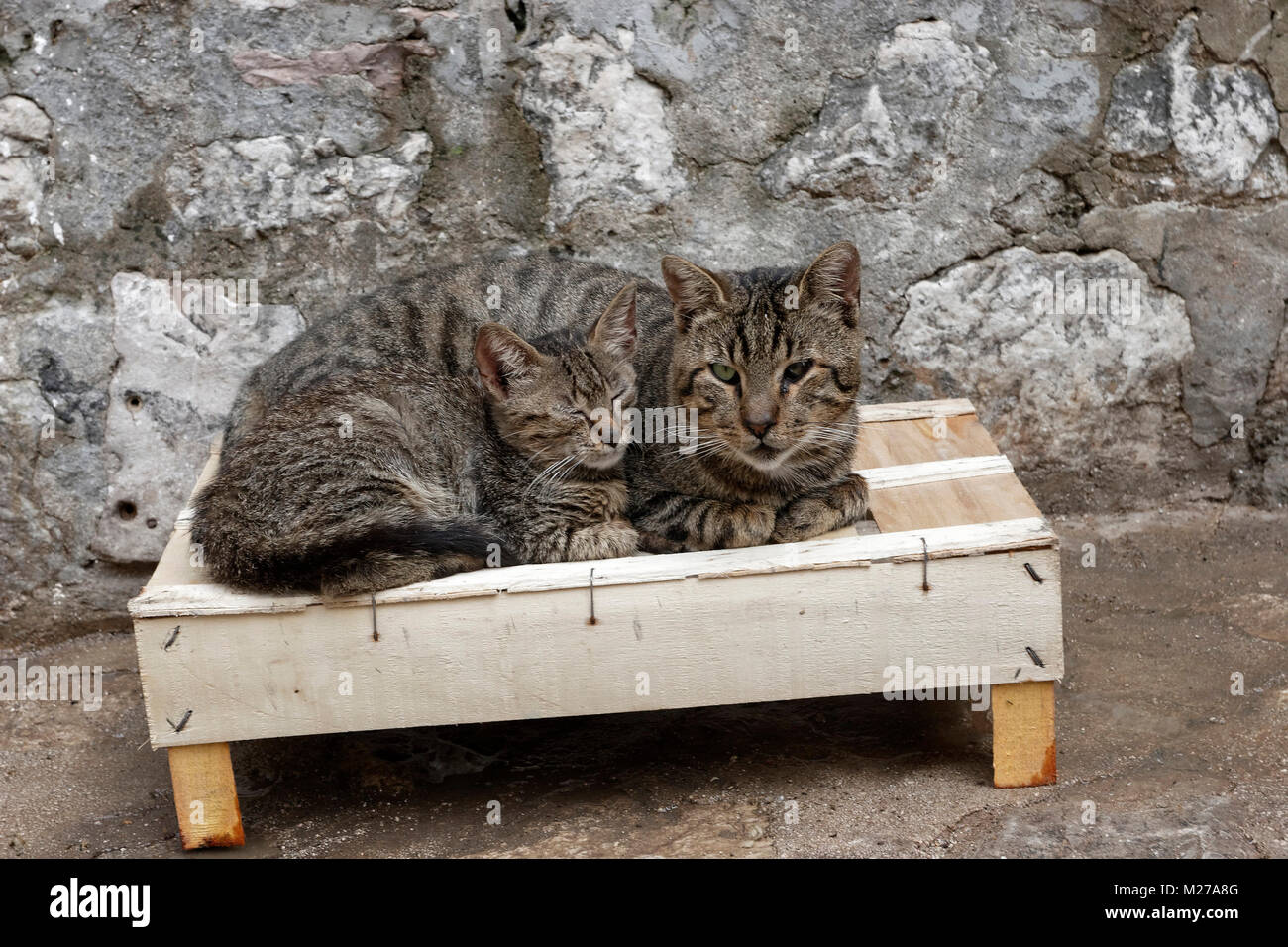 One-eyed madre gatto e tekitten sul streer della città di Kotor, Montenegro Foto Stock