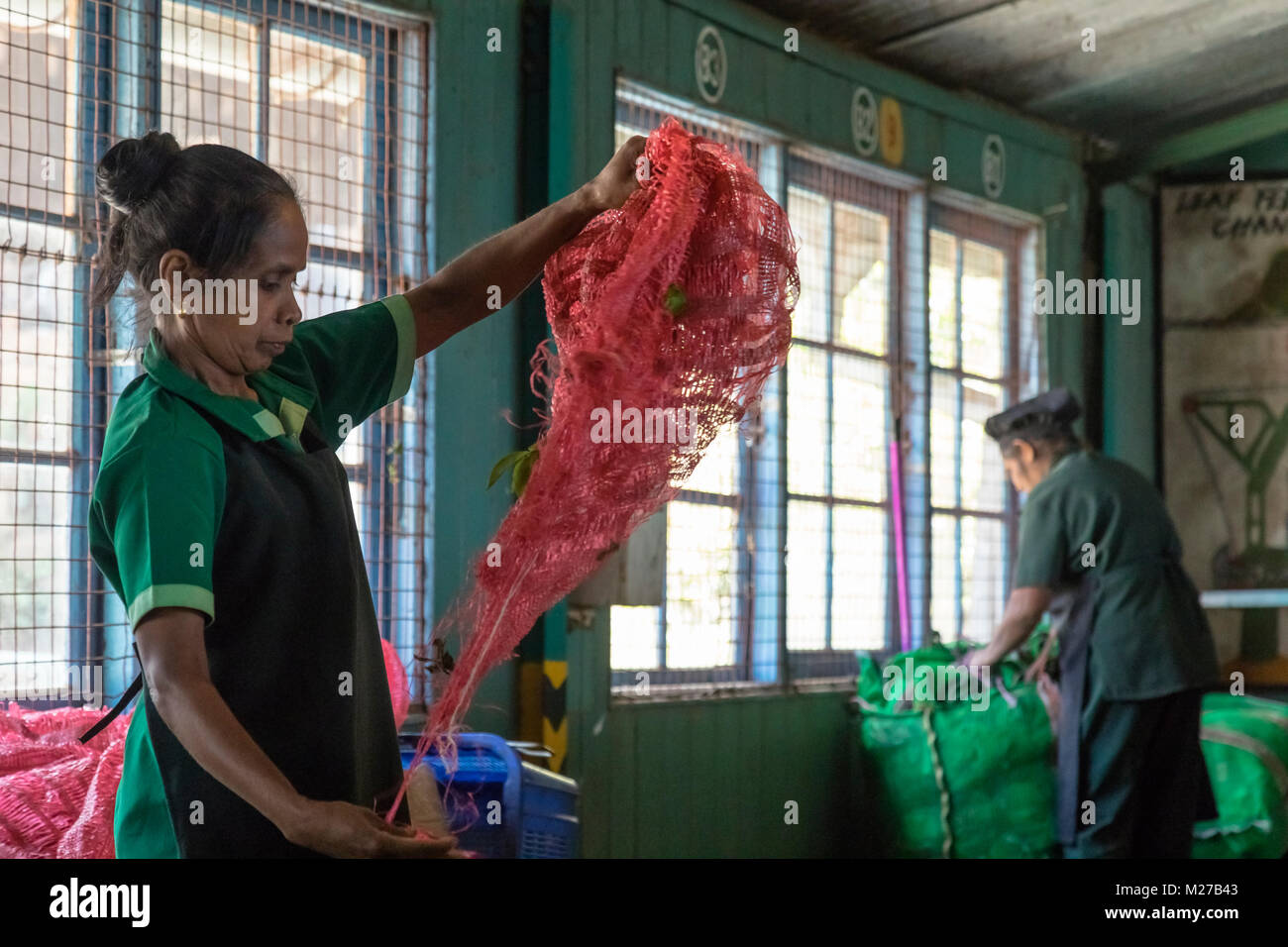 Tè Glenloch fabbrica, Ramboda, Sri Lanka, Asia Foto Stock