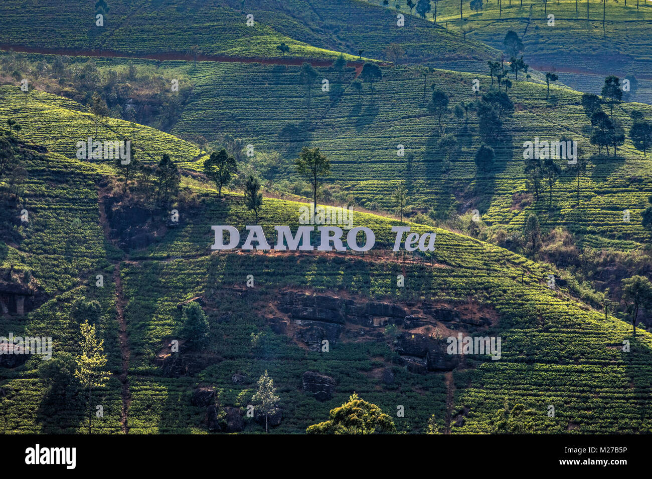 Damro fabbrica di tè vicino a Nuwara Eliya, Sri Lanka, Asia Foto Stock