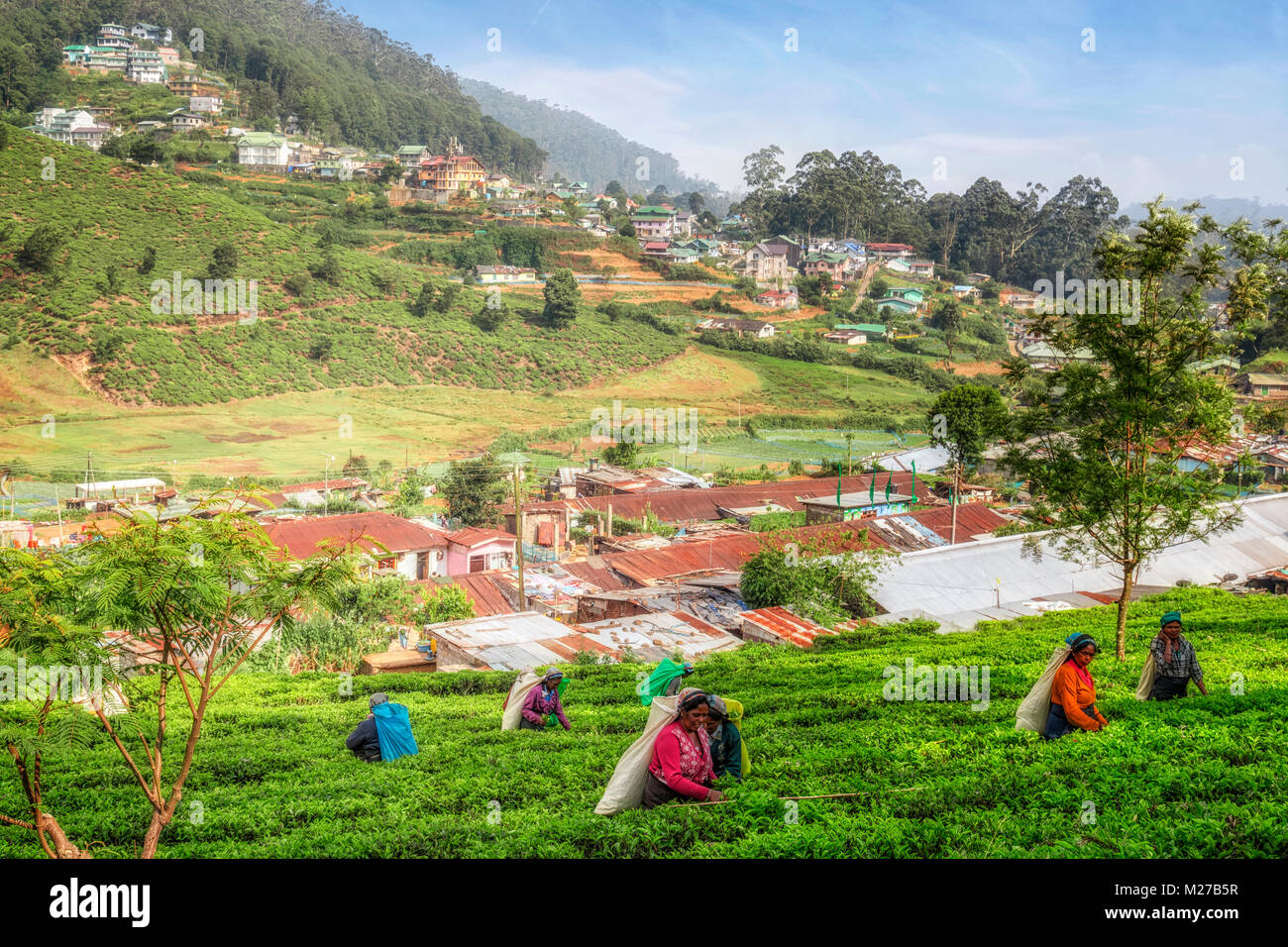 Il tè pluckers, Nuwara Eliya, Sri Lanka, Asia Foto Stock