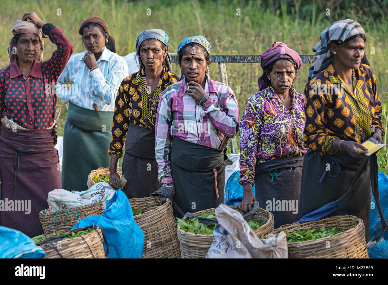 Il tè pluckers, Nuwara Eliya, Sri Lanka, Asia Foto Stock