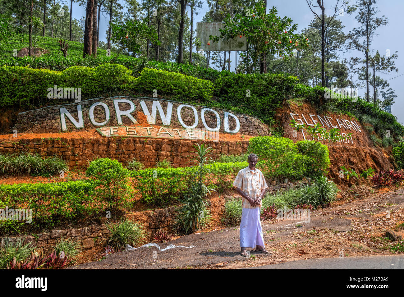 Norwood la piantagione di tè vicino a Hatton, Sri Lanka, Asia Foto Stock