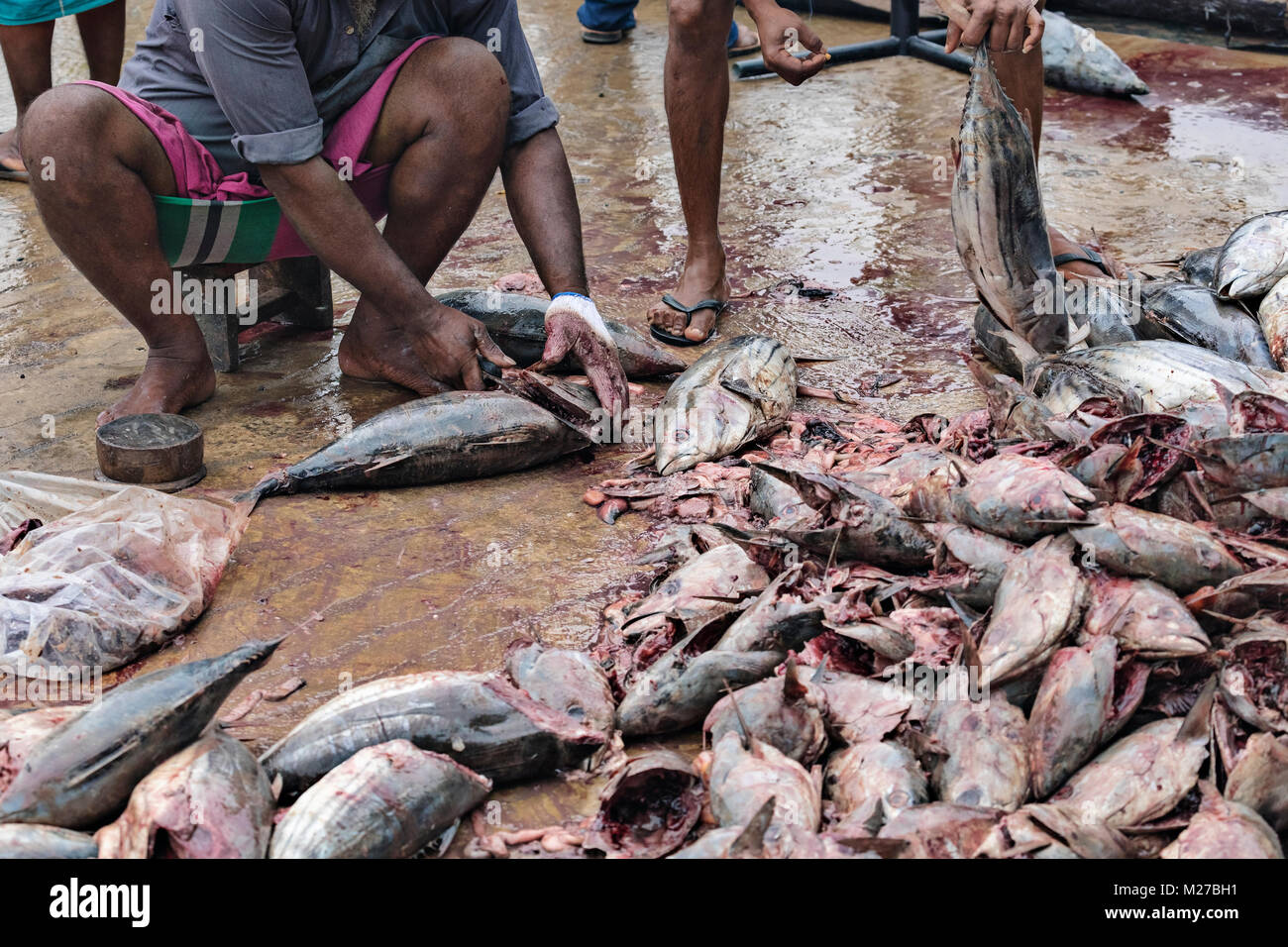 Mirissa, porto, Sri Lanka, Asia Foto Stock
