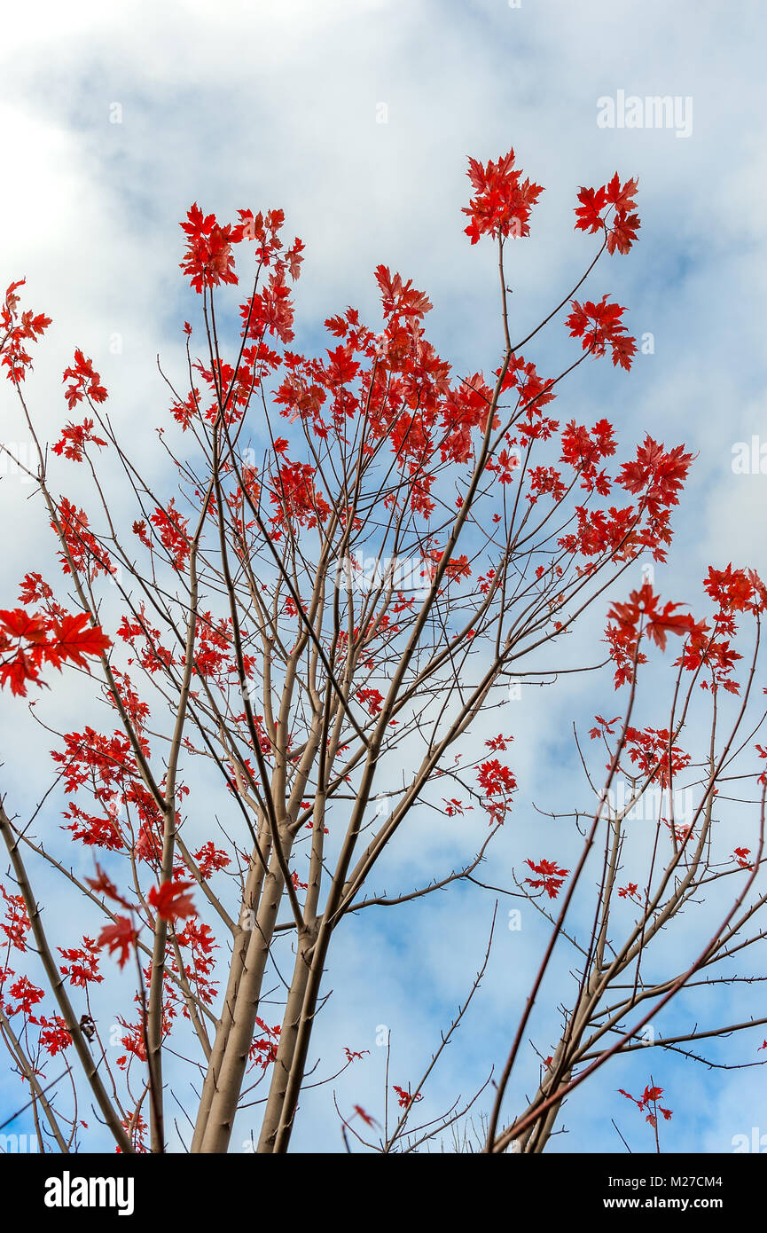 Aceri rossi su tree top Foto Stock