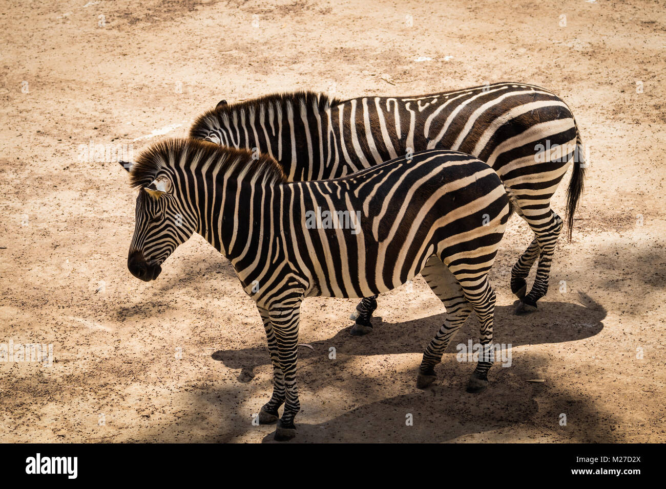 Zebra Equus quagga in piedi in qualche ombra in un caldo giorno asciutto. Foto Stock