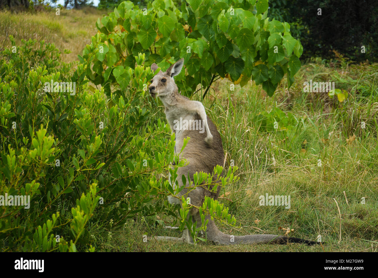 Canguri selvatici a Stradbroke Island Foto Stock