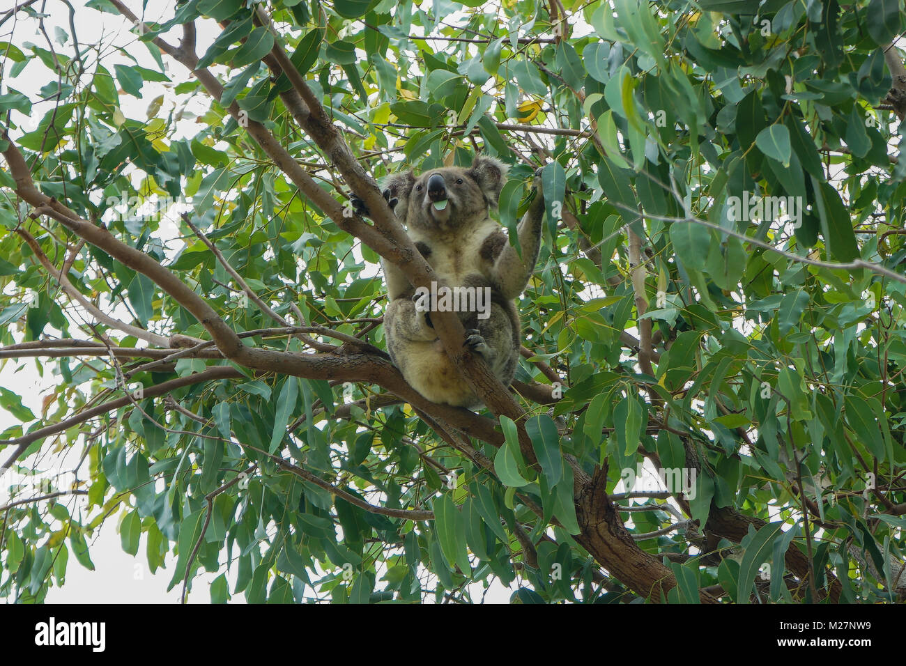 Wild Koala Stradbroke Island Foto Stock