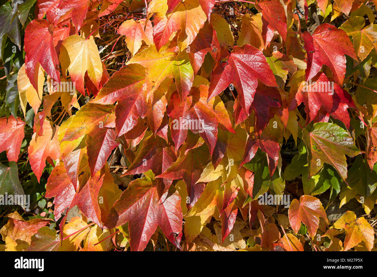 I colori autunnali, colorato di rosso vino foglie, Ediger, Ediger-Eller, Mosella, Renania-Palatinato, Germania, Europa Foto Stock