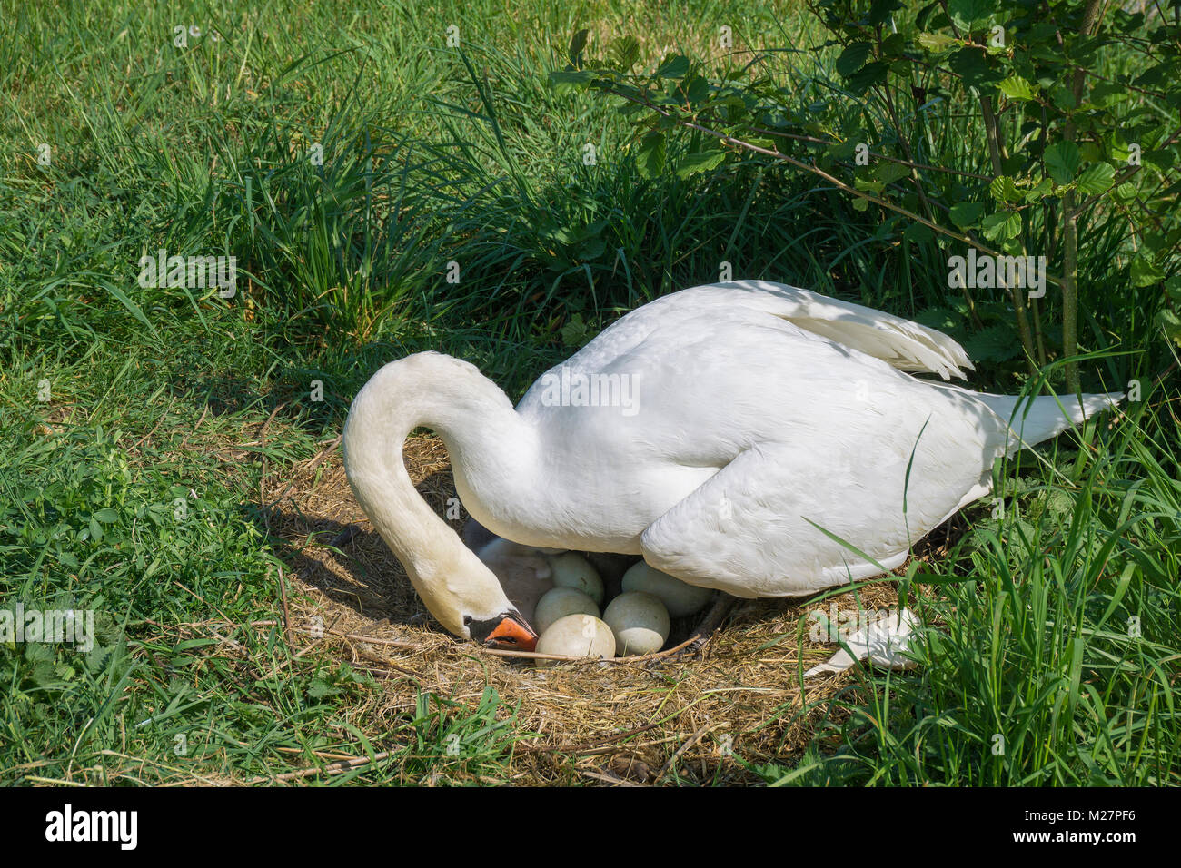 Allevamento swan (Cygnus olor) con uova al Riverside, Mosella, Neumagen-Dhron, Renania-Palatinato, Germania, Europa Foto Stock