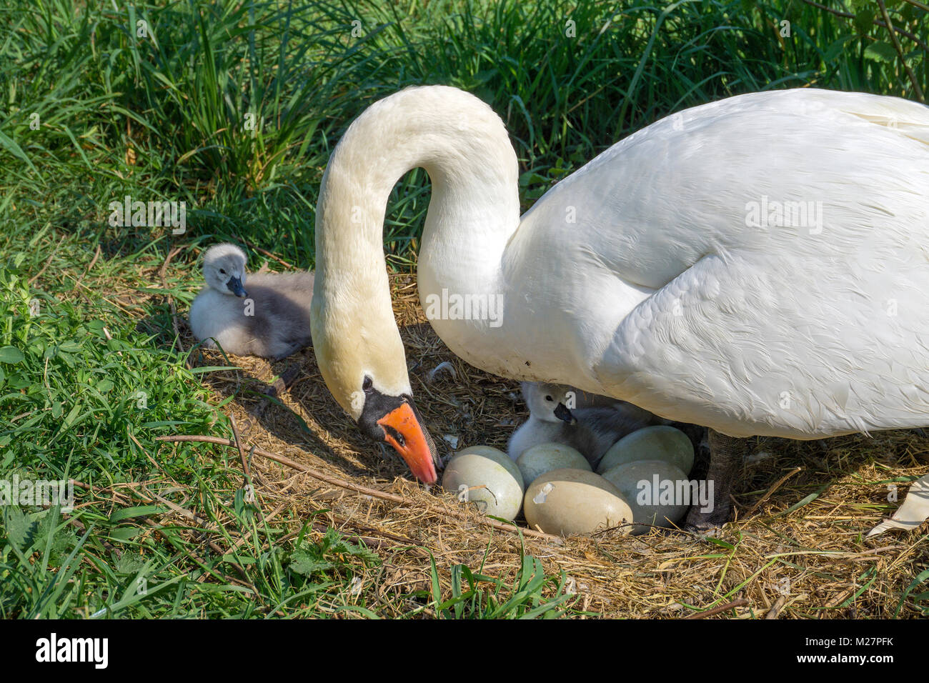 Allevamento Swan e pulcini usciti dal guscio al Riverside, Mosella, Neumagen-Dhron, Renania-Palatinato, Germania, Europa Foto Stock