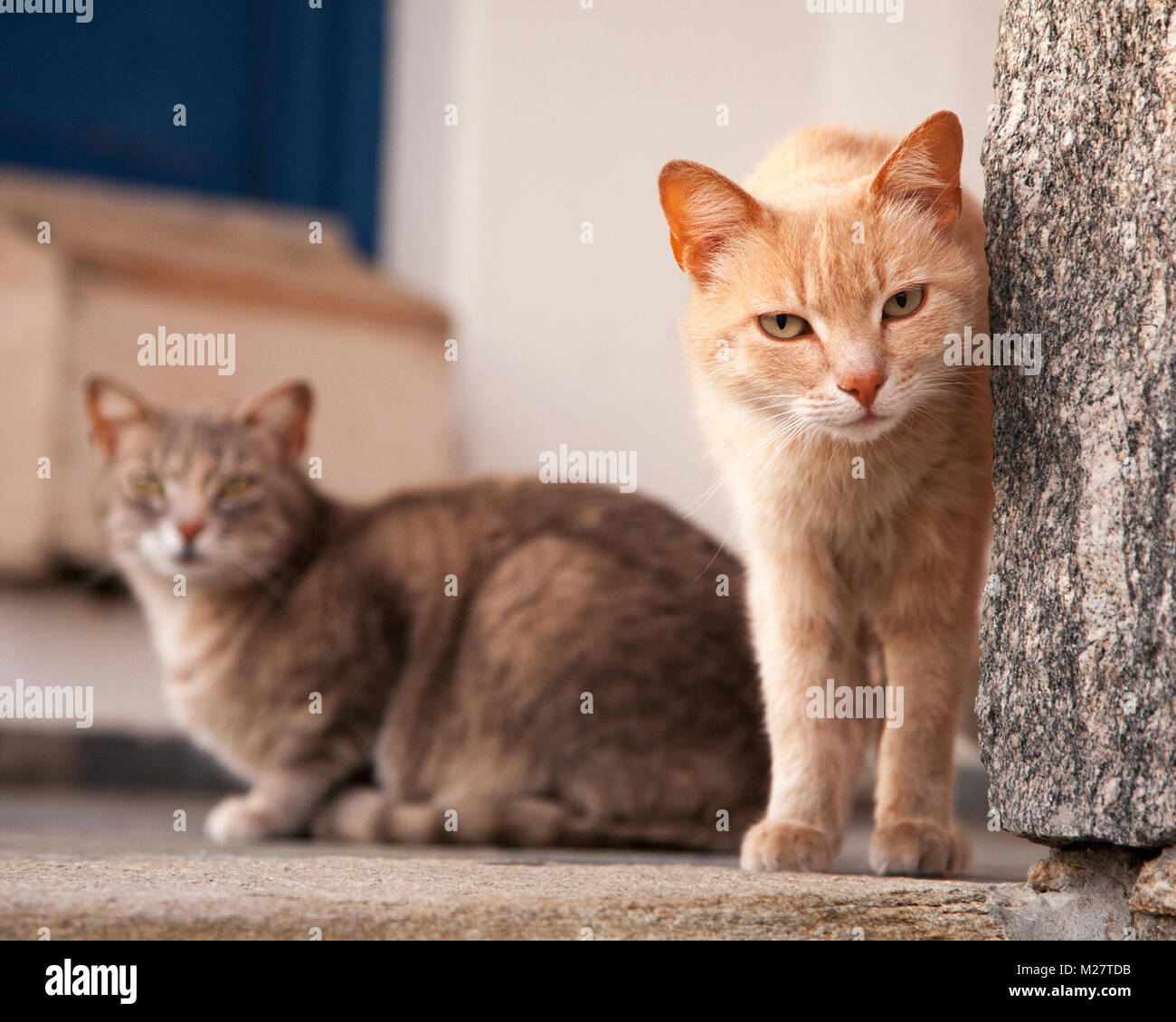 Gatto peering intorno al muro nel villaggio greco dell'isola Foto Stock