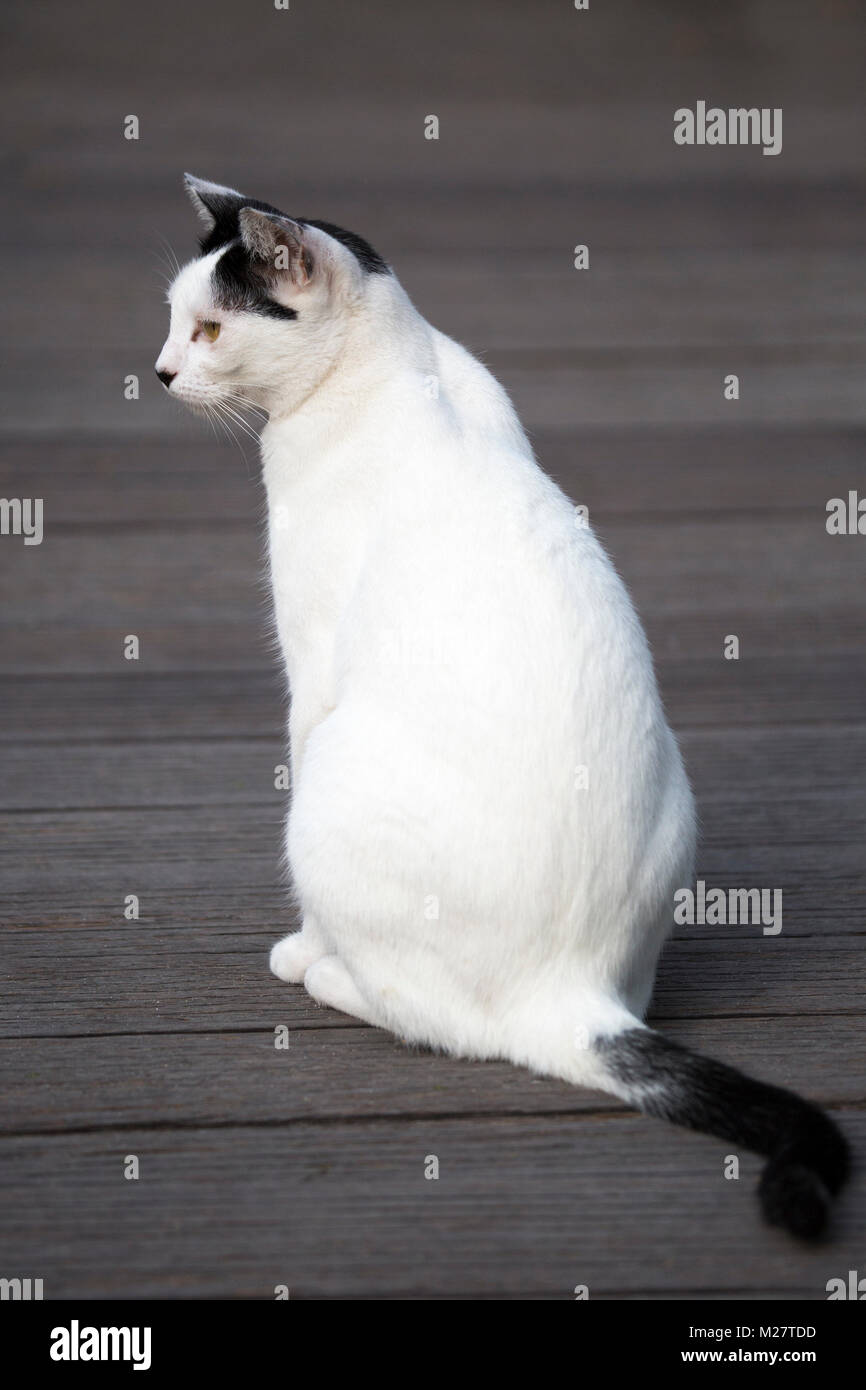 Gatto nero e bianco domestico salvato da e vivere all'aperto al Sandos Caracol Eco Resort Foto Stock