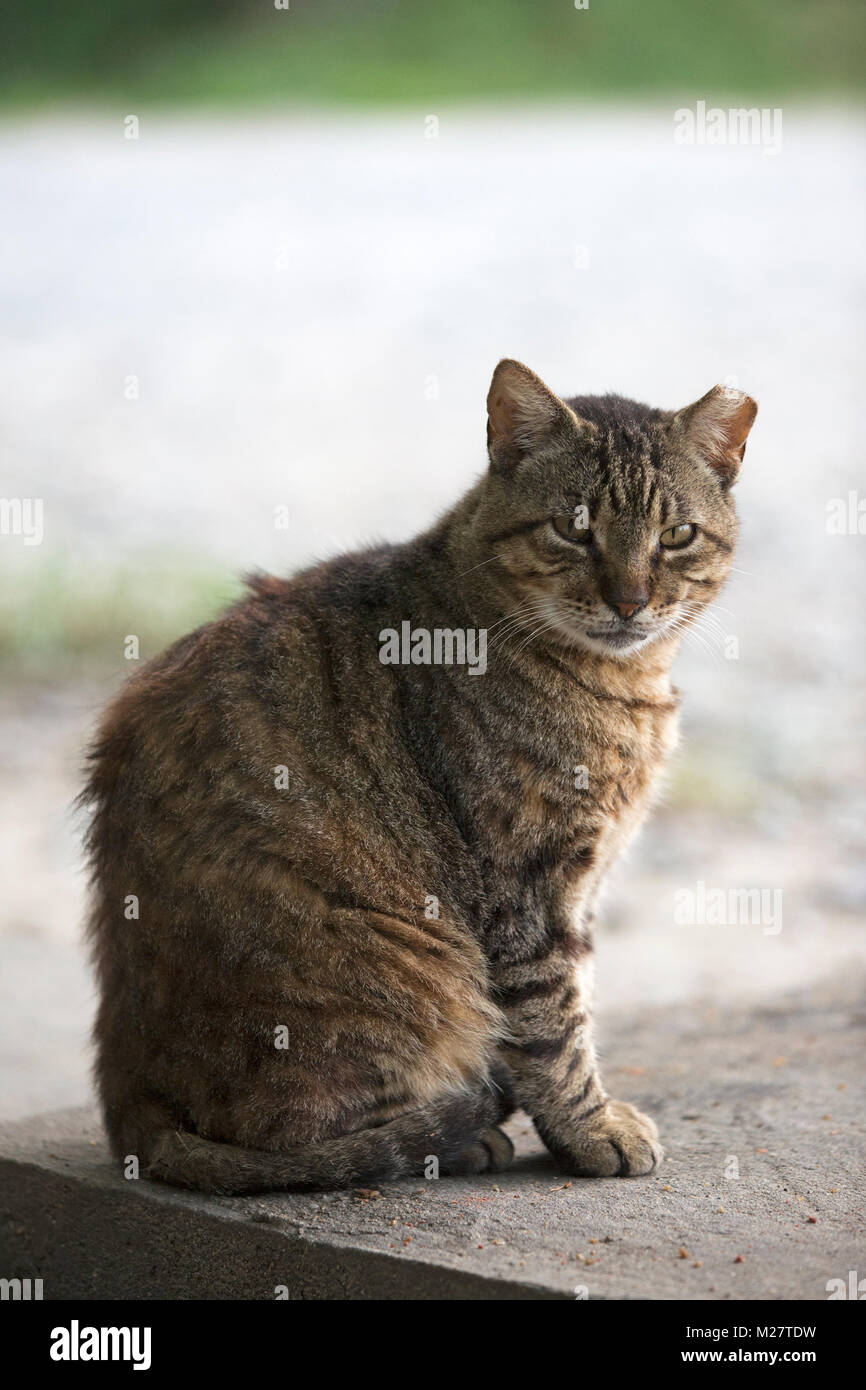 Gatto randagio manca la punta dell'orecchio seduto nel parcheggio Foto Stock
