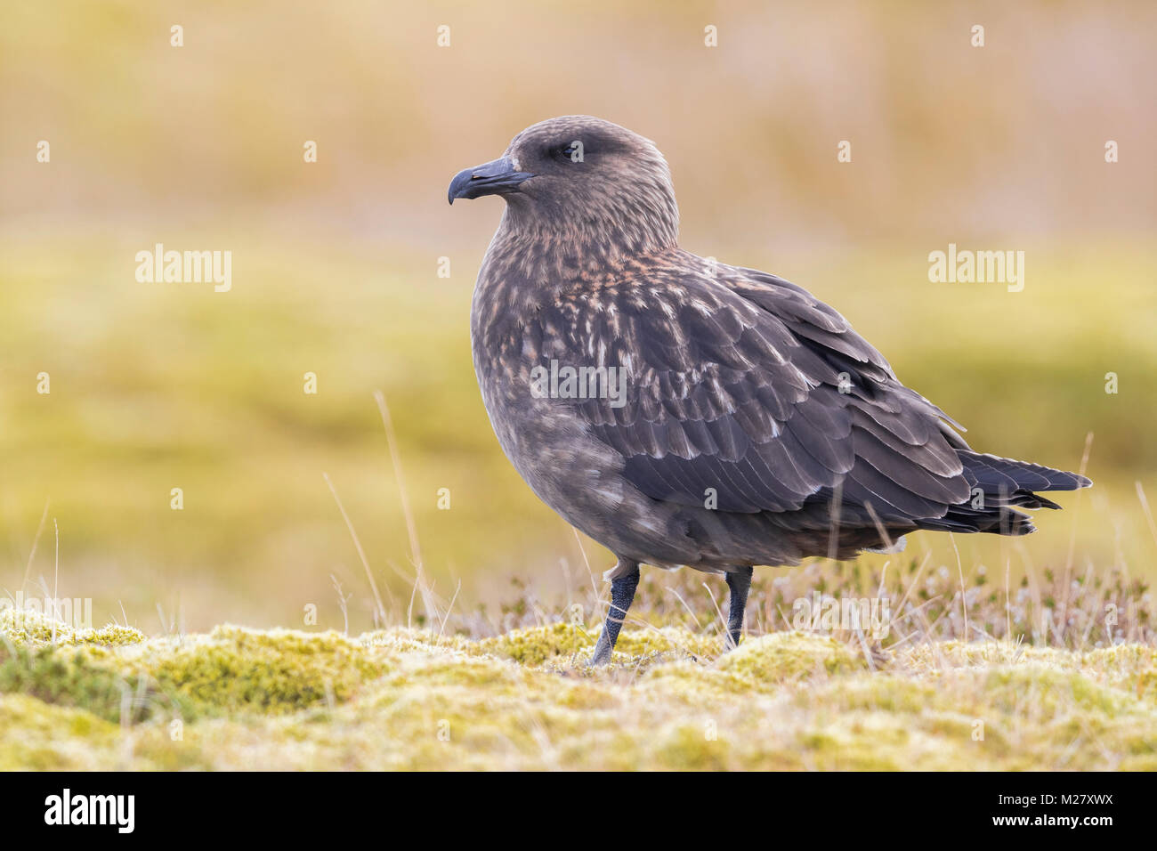 Grande Skua (Stercorarius skua), per adulti Foto Stock