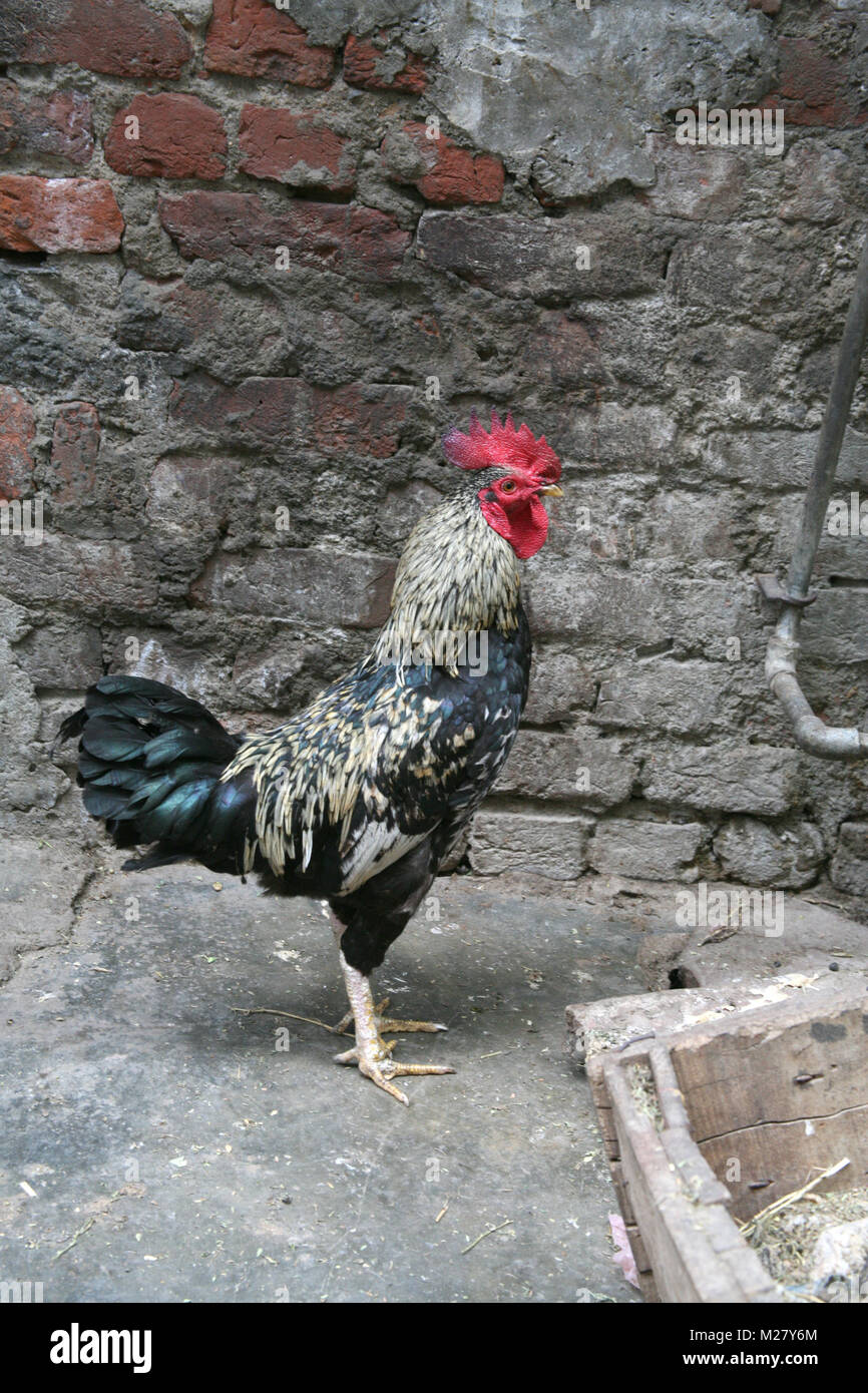 Un pollo nelle strade della baraccopoli di Delhi, India Foto Stock