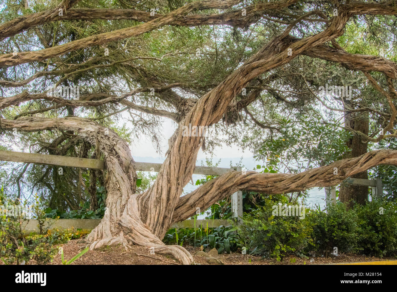 Albero piegato da venti sull isola di Alcatraz Foto Stock