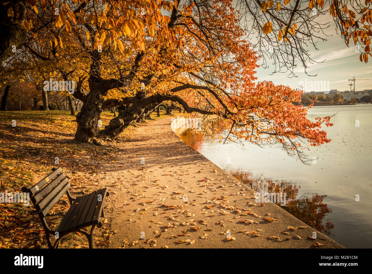 Gli alberi di ciliegio in autunno lungo il bacino di marea, Washington DC Foto Stock