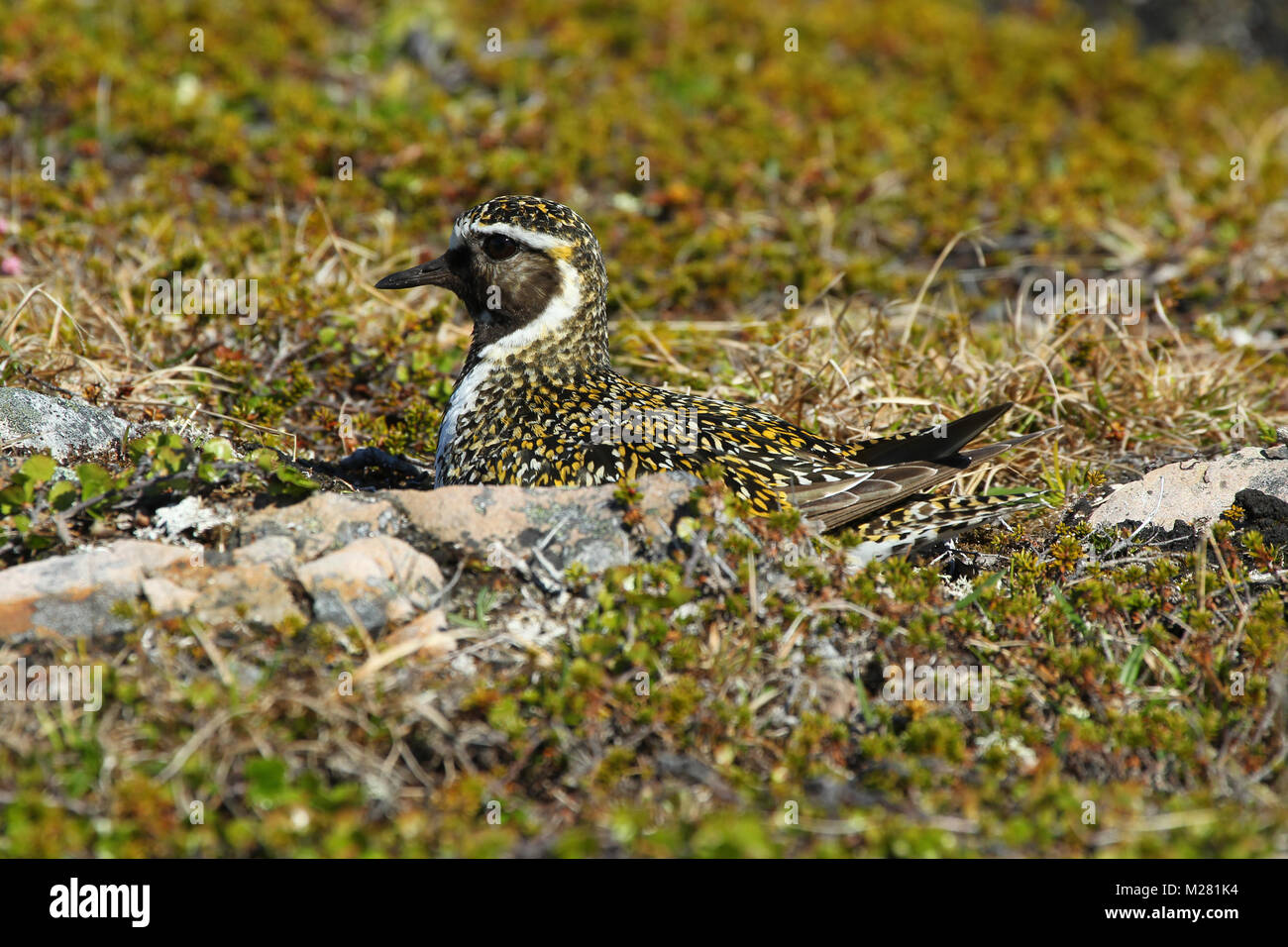 European golden plover (Pluvialis apricaria) botole sul nido, Tundra, Norvegia Foto Stock