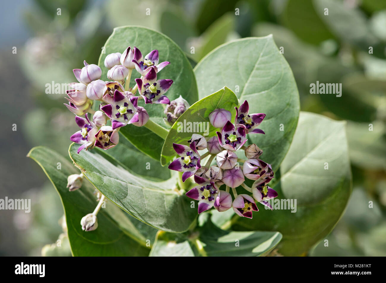 Osher (Calotropis procera), fiorisce, Afar provincia, Etiopia Foto Stock