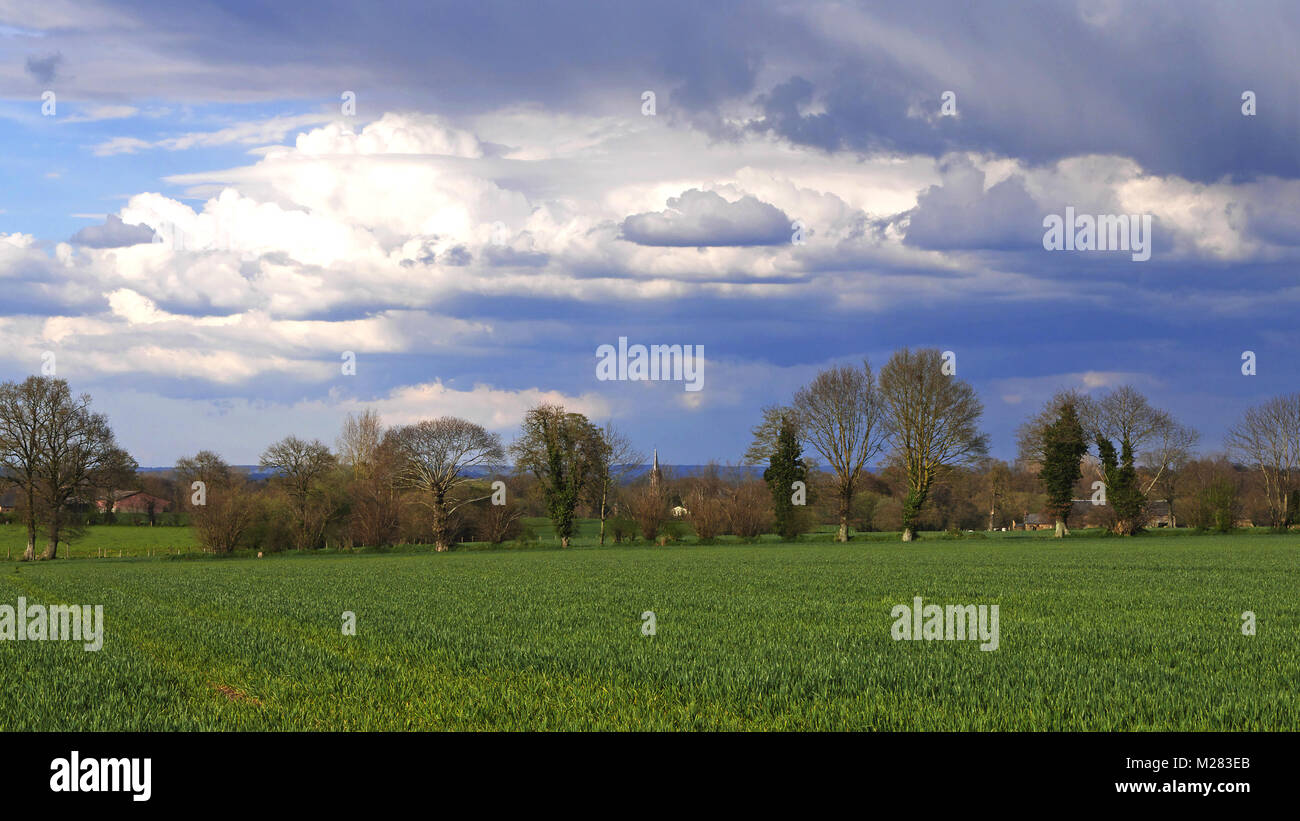 Aprile coltivazione di grano, campo delimitato da una siepe di alberi (Nord Mayenne, Pays de la Loire, Francia). Foto Stock