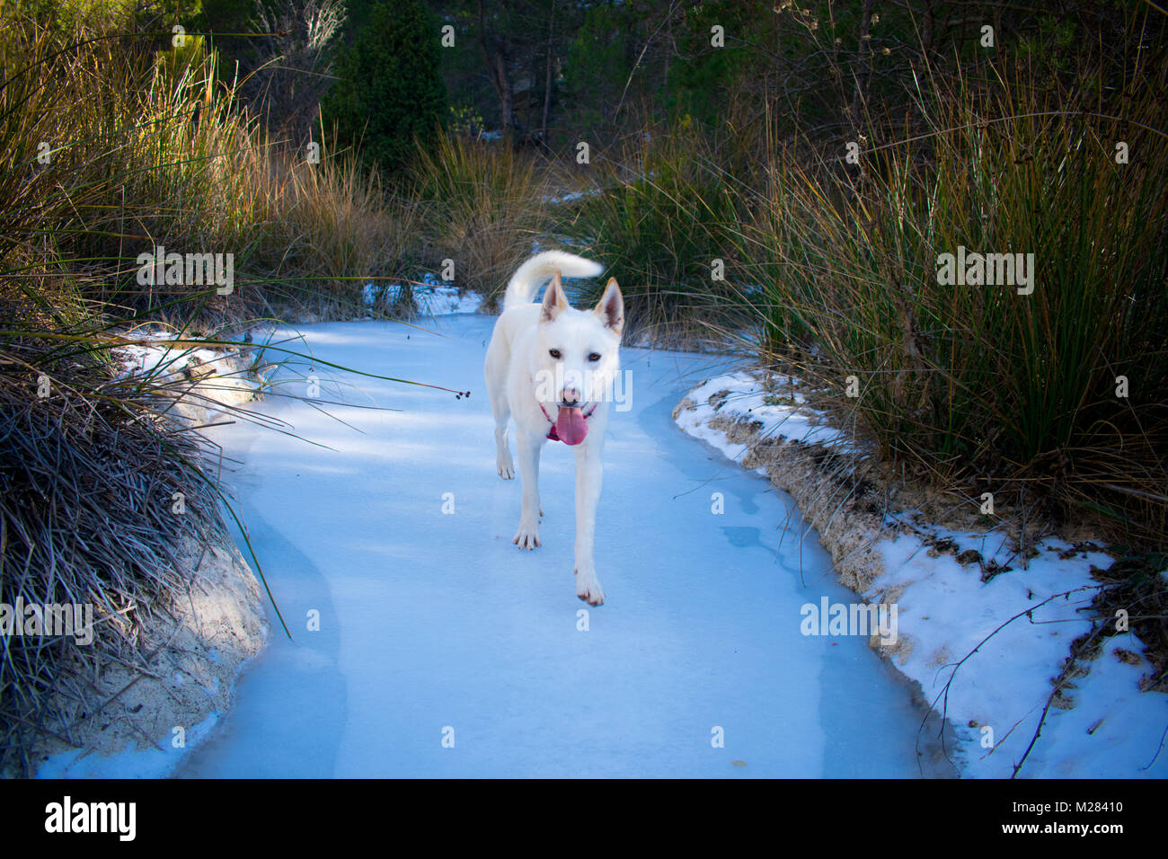 Cane sul lago ghiacciato Foto Stock