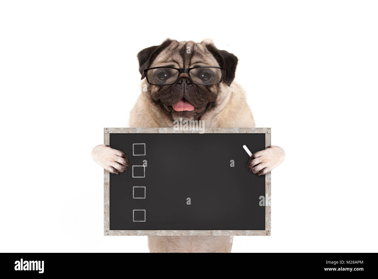 Carino pug maschio cucciolo di cane mantenendo la lista di controllo vuoto sulla lavagna con caselle di controllo disegnato con un gessetto, isolato su sfondo bianco Foto Stock