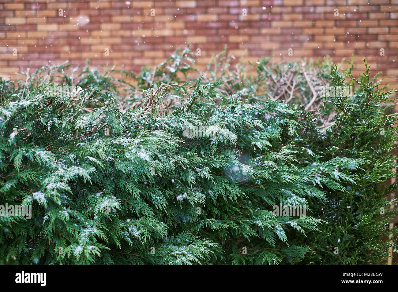 Siepe di alberi di abete immagini e fotografie stock ad alta risoluzione -  Alamy
