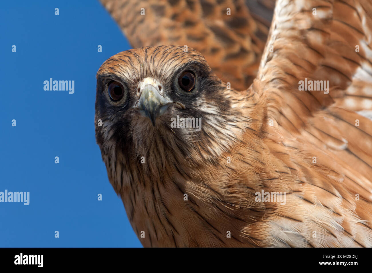 Brown falcon ritratto che mostra ali sollevata Foto Stock