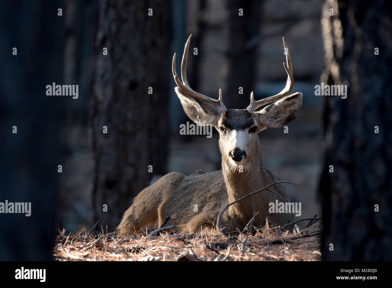 Mule Deer buck bedded giù in inverno luce del sole di mattina. Flagstaff, in Arizona Foto Stock