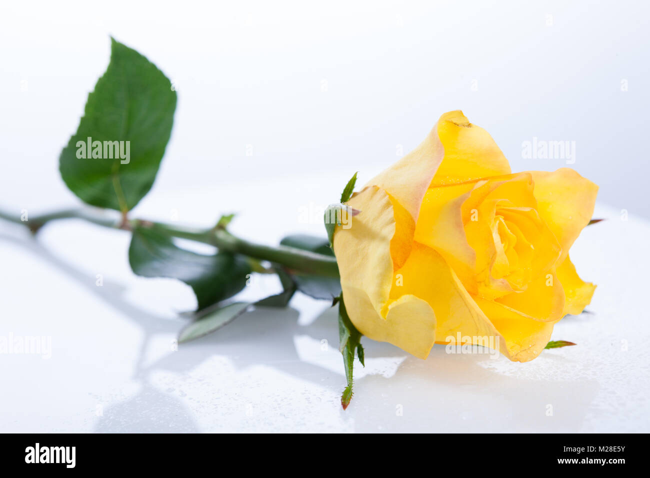 Hybrid Tea Rose, Tehybridros (Rosa) Foto Stock