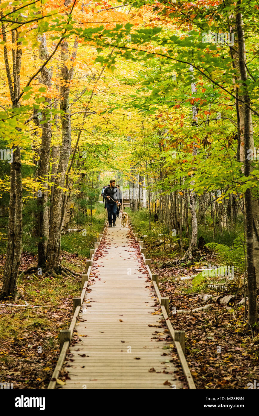 Le betulle Parco Nazionale di Acadia   isola di Mount Desert, Maine, Stati Uniti d'America Foto Stock