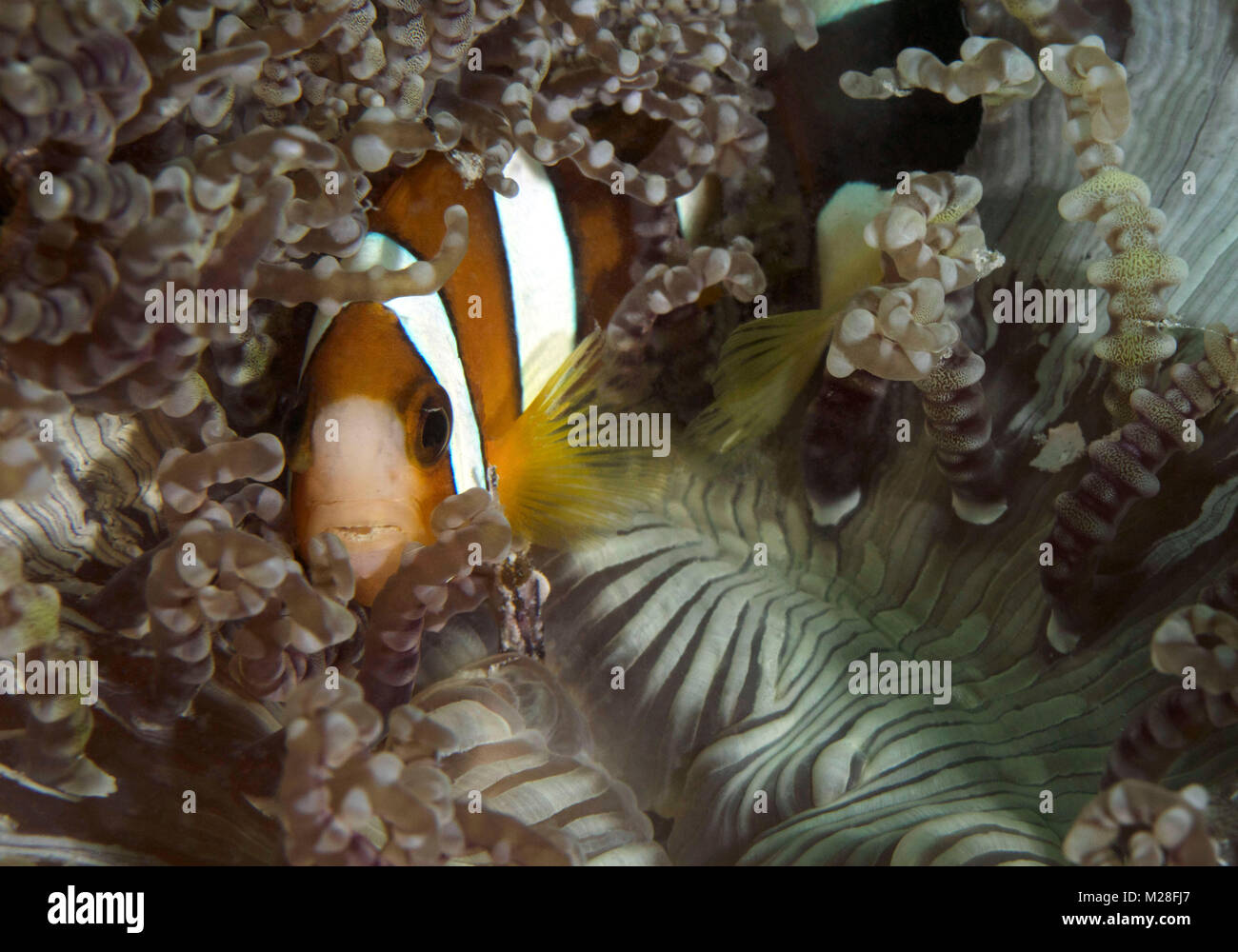 Anemonefishes (Amphiprion ocellaris) nel Mare di Celebes, Sipadan Island, Malaysia Foto Stock
