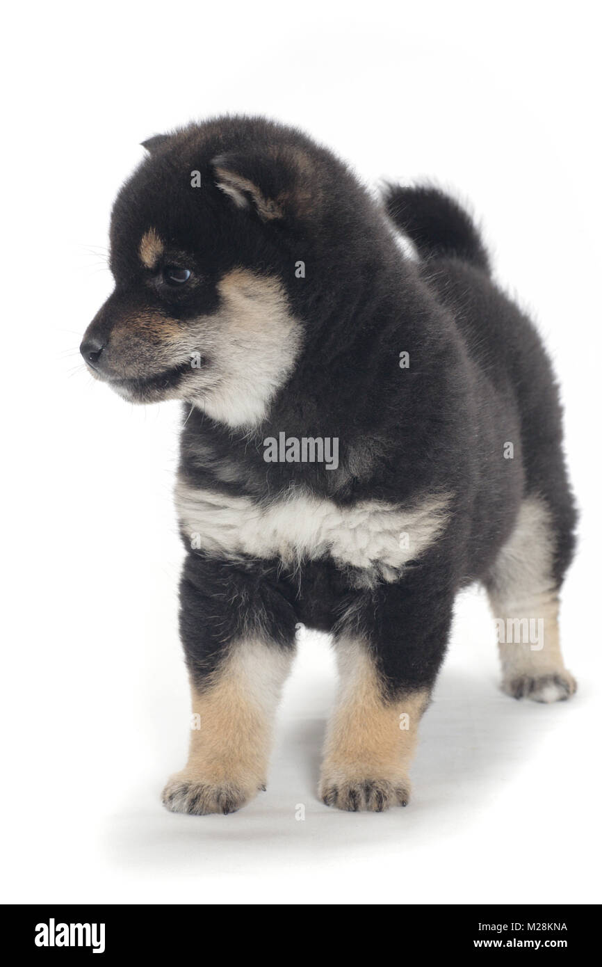 Shiba Inu cucciolo, in bianco e nero e colore marrone rossiccio Foto Stock