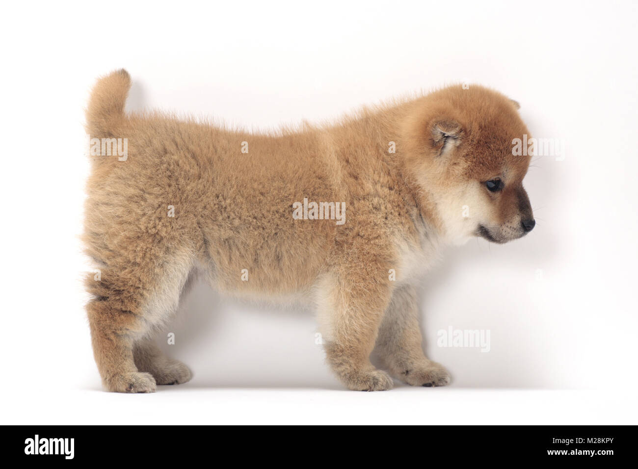 Shiba Inu cucciolo, vista laterale Foto Stock