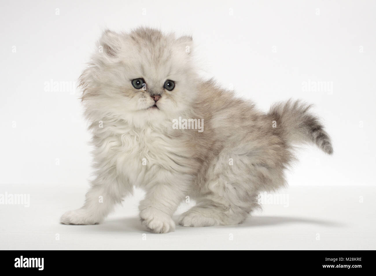 Chinchilla Silver gattino persiano su sfondo bianco Foto Stock